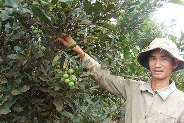 Cây mắc-ca: Huyền thoại hay ngộ nhận?