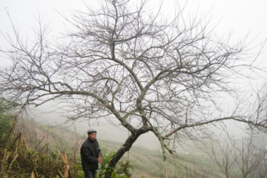 Cây đào 20 năm tuổi được chào giá 30 triệu đồng