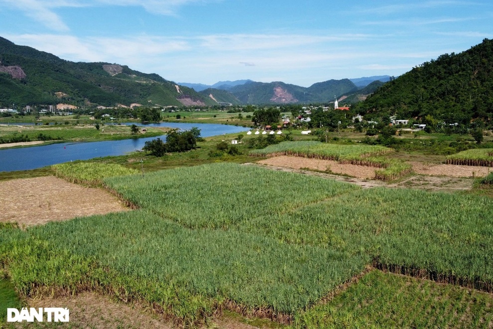Vào chính vụ, người dân ở thủ phủ mía Đà Nẵng vừa thu hoạch vừa lo - 1 Vào chính vụ, người dân ở thủ phủ mía Đà Nẵng vừa thu hoạch vừa lo - 1