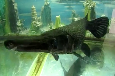 Tận mắt “thủy quái” hung dữ giữa Hà Nội 