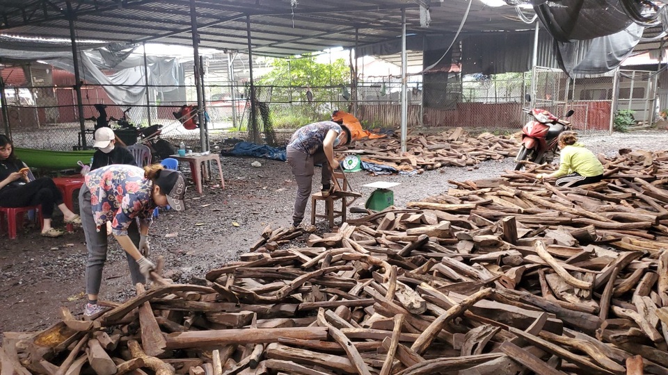 Ghé chợ củi khô xem người bán kiếm trăm triệu đồng mỗi năm - 8