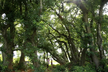 Độc đáo khu rừng lộc vừng cổ thụ giữa đồng ruộng mênh mông