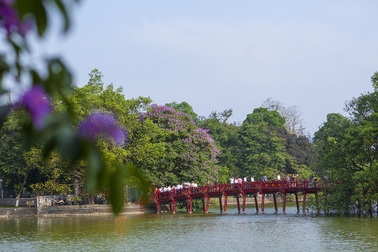 Bằng lăng nở tím trời Hà Nội