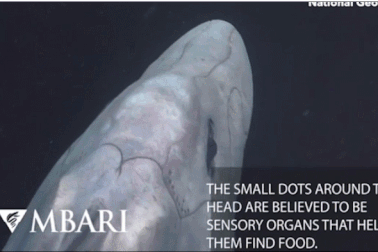 Cá mập ma có "của quý" trước trán