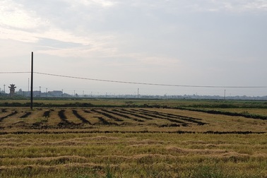 Bị đốt gần 1.000 cuộn rơm vì không đồng ý đóng tiền bảo kê cánh đồng