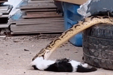 Nổi bật tuần qua: Chủ nhân chết lặng, nhìn trăn cỡ lớn nuốt chửng mèo cưng