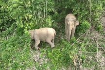 Hai mẹ con voi rừng xuất hiện gần khu dân cư