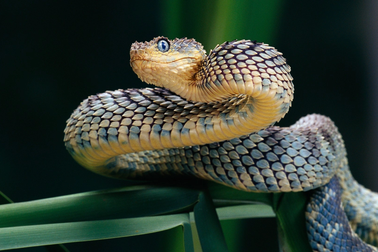 Những điều chưa từng được hé lộ về động vật hoang dã trong năm 2022