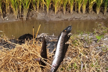 Về miền Tây đừng quên thưởng thức cá lóc đồng nướng rơm