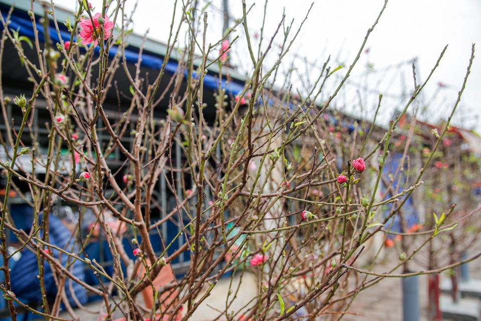 Ngắm đào Nhật Tân xuống phố khoe sắc sớm - 5 Ngắm đào Nhật Tân xuống phố khoe sắc sớm - 5