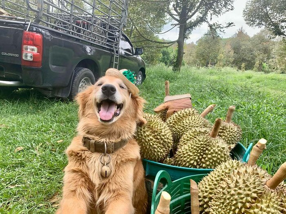 Nụ cười đốn tim của chú chó trở thành thương hiệu của nông trại sầu riêng - 9 Nụ cười đốn tim của chú chó trở thành thương hiệu của nông trại sầu riêng - 9