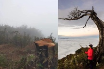 Cây phong ba nổi tiếng ở Lảo Thẩn, Y Tý bị chặt... làm củi đốt