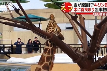 Hươu cao cổ đau đớn khi bị kẹt cứng giữa hai nhánh cây