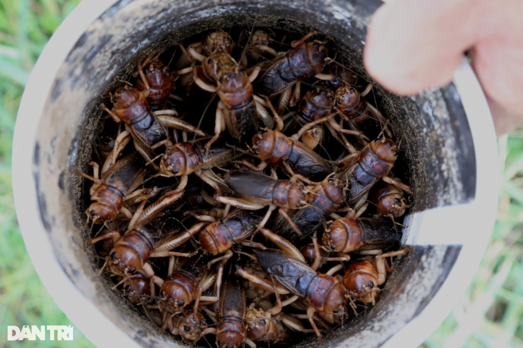 Đổ xô đi săn loài côn trùng phiêu lưu ký - 11 Đổ xô đi săn loài côn trùng phiêu lưu ký - 11