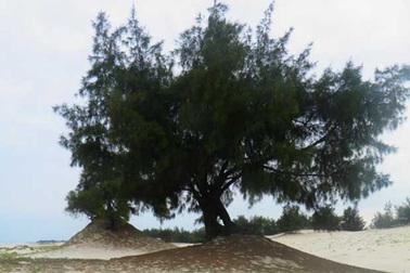 Cây dương có 20 tổ chim cu gáy