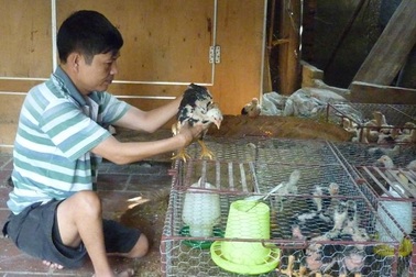 Chân tay co quắp vẫn thành triệu phú nhờ... gà