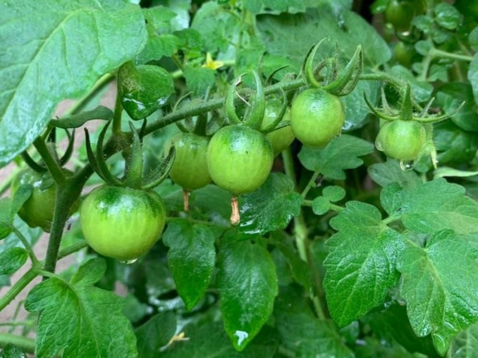 Thích thú vườn cây trĩu quả của Phương Thảo - Ngọc Lễ tại Mỹ - 8 Thích thú vườn cây trĩu quả của Phương Thảo - Ngọc Lễ tại Mỹ - 8