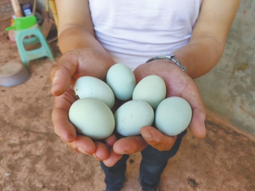 Vợ chồng thạc sĩ nghỉ việc về nuôi gà thả đồi, thu nhập 3,5 tỷ đồng/năm - 2 Vợ chồng thạc sĩ nghỉ việc về nuôi gà thả đồi, thu nhập 3,5 tỷ đồng/năm - 2