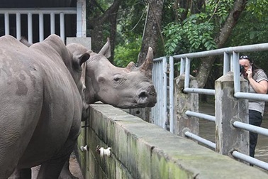 Buôn lậu ngà voi, sừng tê giác