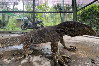 Kỳ đà vân quý hiếm đi lạc vào khu du lịch ở Khánh Hòa