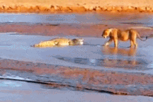 Chúa tể thảo nguyên đụng độ sát thủ đầm lầy, kẻ nào chiến thắng?