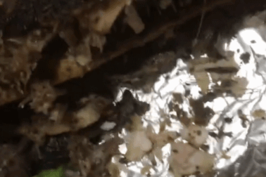 Đắk Lắk: Quán bán cá lóc nướng có dòi bò khiến khách rùng mình