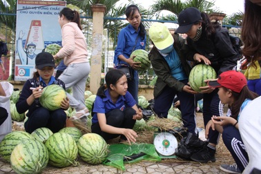 Quảng Ngãi: Sinh viên bán cả tấn dưa hấu giúp dân