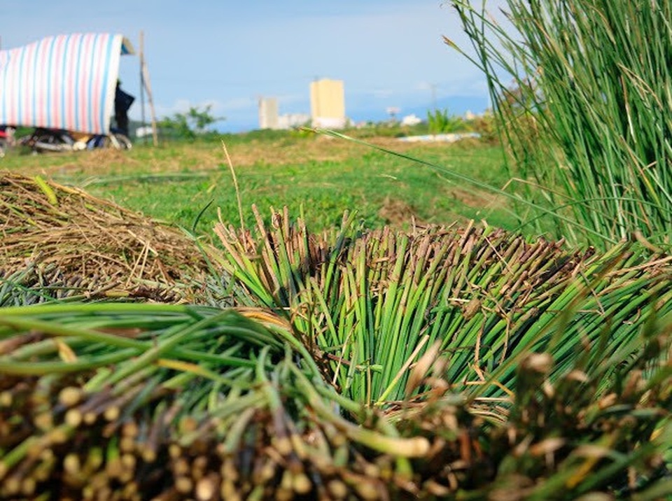 Vẻ đẹp thôn quê bình dị mùa thu hoạch cói ở ốc đảo Hồng Lam - 4