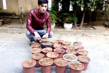 Bắt đối tượng trồng cần sa để cung cấp cho con nghiện