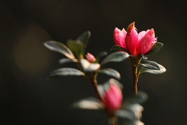 Ngắm đỗ quyên Hoàng Liên đẹp ngỡ ngàng từ trên cao