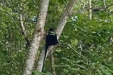 Không đồng ý dùng chó nghiệp vụ xua đuổi đàn voọc tấn công người