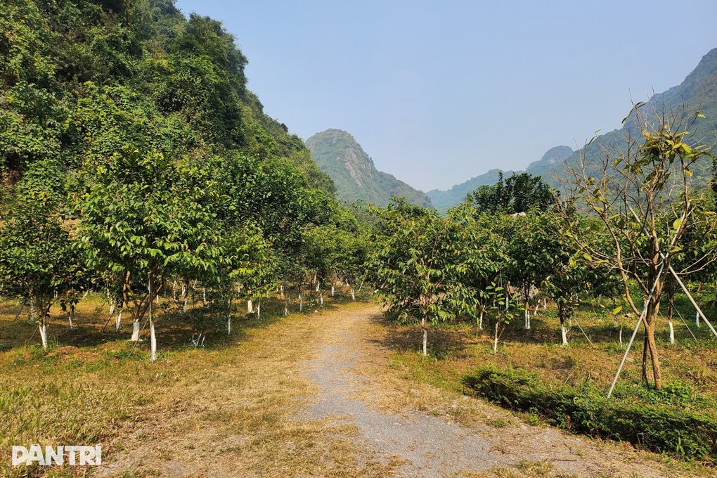 Kỹ sư bỏ phố về rừng trồng loại cây hái hoa bán giá chục triệu đồng/kg - 3