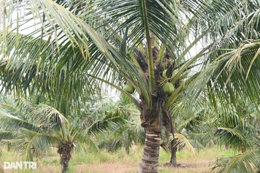 Dừa Bến Tre bất ngờ "lên cơn sốt", giá tăng cao kỷ lục