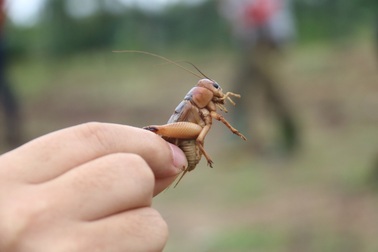 Hà Tĩnh: Săn dế cơm mùa lũ