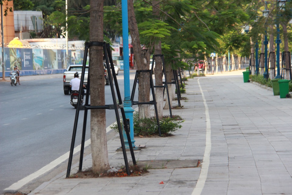 Hàng phượng vĩ xanh được “bảo lãnh” bởi khung thép ở Bãi Cháy - Hạ Long - 6 Hàng phượng vĩ xanh được “bảo lãnh” bởi khung thép ở Bãi Cháy - Hạ Long - 6