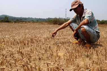 Nông dân cầu cứu thủy điện xả nước cứu hạn