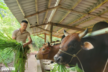 Bỏ việc ở công ty vào rừng dựng lán nuôi bò, kiếm nửa tỷ đồng/năm