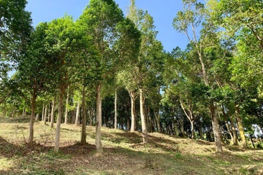 Công nghệ cấy men vi sinh tạo ra trầm hương chất lượng cao