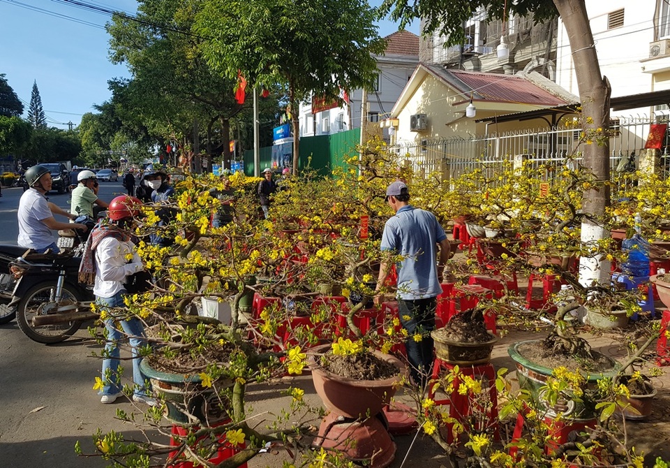 Thương lái mệt mỏi xả hàng, giá hoa tết nhiều nơi giảm 50-70% - 7 Thương lái mệt mỏi xả hàng, giá hoa tết nhiều nơi giảm 50-70% - 7