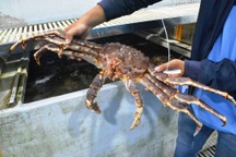 Dịch corona: Dân buôn hải sản “điêu đứng” vì doanh thu "lao dốc"