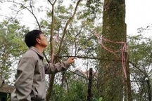 Người giữ cây sưa tổ giá bạc tỷ ở "thủ phủ" sưa đỏ miền Bắc