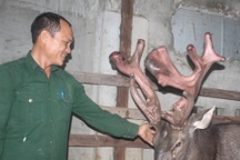 Bán cặp nhung nai "khủng" hình mào gà, ông nông dân thu bộn tiền