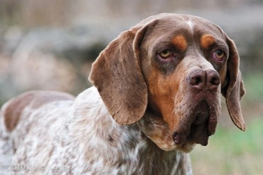 Giống chó kỳ lạ có tận 2 mũi ở Bolivia