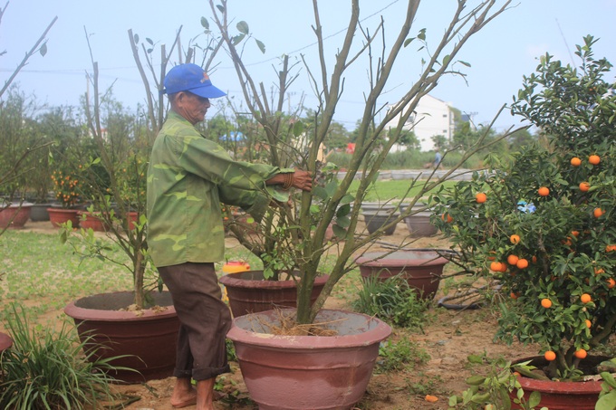 Người trồng quất cảnh Hội An tất bật khởi tạo mùa vụ mới - Ảnh 5.
