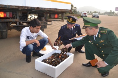 Sáng mồng 1 Tết: Xuất khẩu gần 5 tấn tôm hùm tươi sống qua cửa khẩu quốc tế Lào Cai