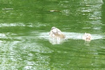 Hàng trăm người chen chân xem Cụ Rùa nổi 