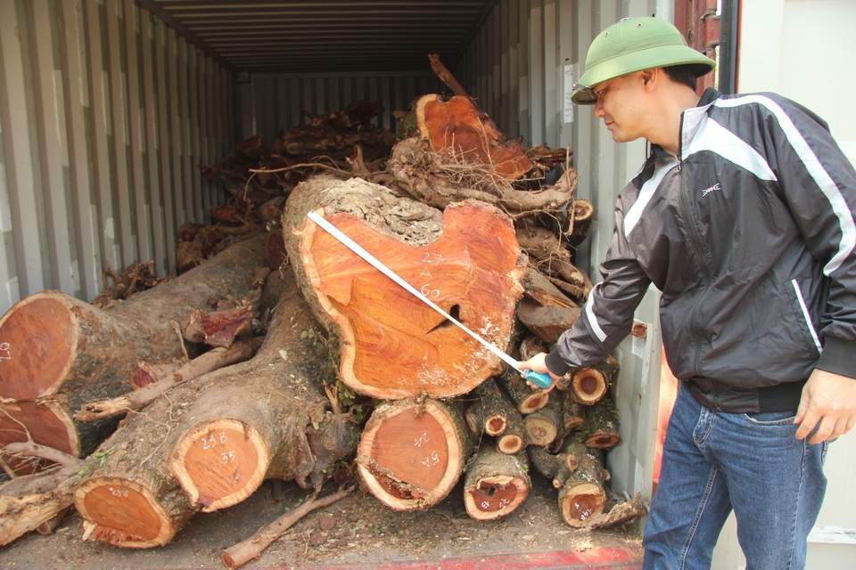 Vì sao lô gỗ sưa “trăm tỷ” chỉ được bán đấu giá dù liên tiếp thất bại? - 1 Vì sao lô gỗ sưa “trăm tỷ” chỉ được bán đấu giá dù liên tiếp thất bại? - 1