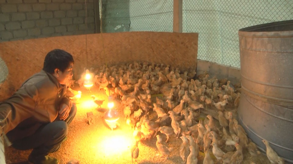 Mô hình chăn nuôi gà cho thu nhập cao ở huyện nghèo - 2 Mô hình chăn nuôi gà cho thu nhập cao ở huyện nghèo - 2