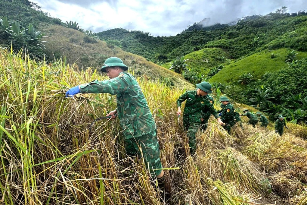 Bộ đội giúp dân vùng biên giới gặt lúa chạy bão Kalmaegi - 1 Bộ đội giúp dân vùng biên giới gặt lúa chạy bão Kalmaegi - 1