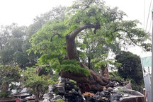 Độc đáo cây me trăm tuổi, được trả giá tiền tỷ tại Sài Gòn